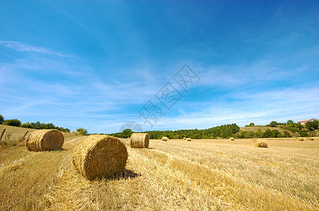 阳光字段晴天风景小麦土地蓝色天空环境国家旅行农村图片