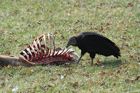 食鹿肉的黑秃鹫清道夫捕食者野生动物眼睛动物羽毛猎物图片