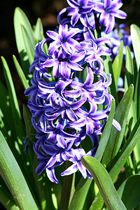 紫色Hyacinth花朵花瓣花园绿色植物学植物图片