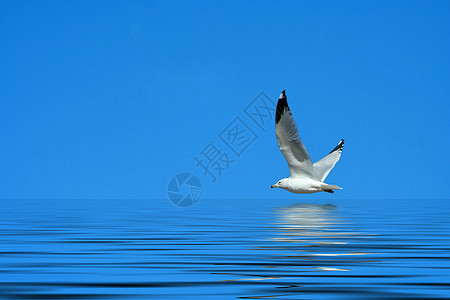海鸥飞向明蓝的天空翅膀海滨海洋海滩鸟类动物羽毛海岸野生动物海岸线图片