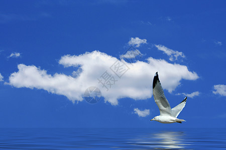 海鸥飞向明蓝的天空海滩羽毛野生动物海岸线白色鸟类翅膀海岸海洋图片