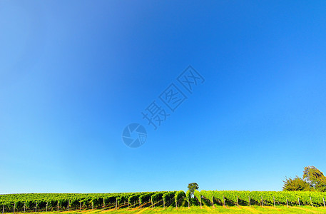 德国格拉佩文蓝天藤蔓葡萄园叶子日落维生素绿色农业饮料食物图片