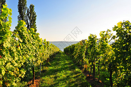 德国格拉佩文水果农业葡萄园饮料叶子维生素绿色藤蔓日落食物图片