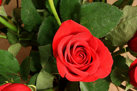 有叶子的红玫瑰美丽礼物植物群花瓣红色花园玫瑰图片
