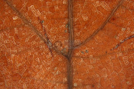 棕色枯叶血管宏观图片