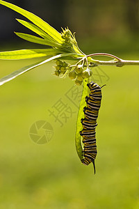 Monarch 蝴蝶毛虫橙子叶子天鹅航班斑鱼幼虫流浪者斑点乳草君主图片