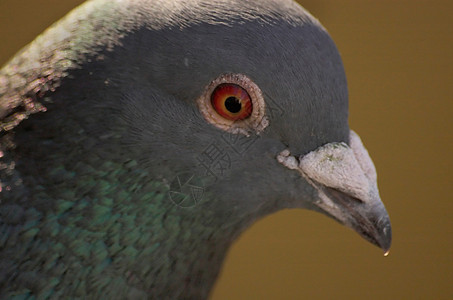 鸽子眼睛红色动物群翅膀灰色飞行动物动物学鸟类生物图片