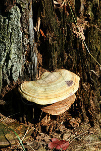 树蘑菇植物木头森林树木树桩生长菌类季节棕色植物群图片