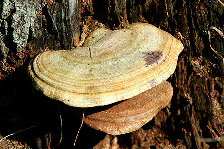 树蘑菇棕色木头植物树干生长森林树木植物群季节菌类图片