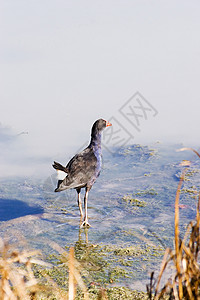 普基科(Pukeko)图片