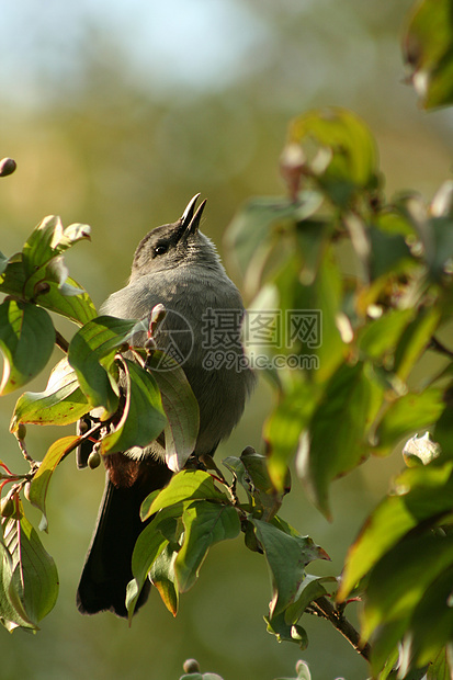 灰鹰灰色树叶野生动物翅膀猫鸟羽毛图片