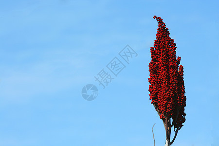 红色鲜花花瓣杂草花园天空植物群植物蓝色图片