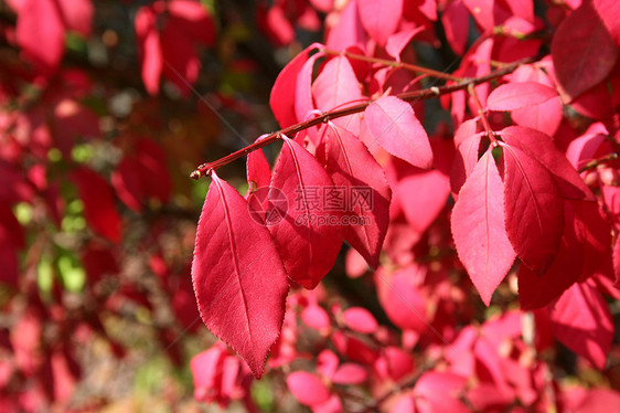 红色请假季节性植物树叶落叶森林叶子季节树木图片