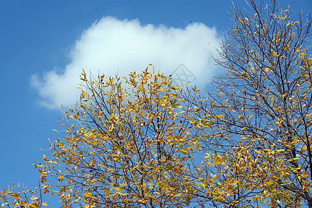 带云的秋叶图片