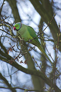 Parrot 鹦鹉动物群生物翅膀鸟类动物环境动物学飞行图片