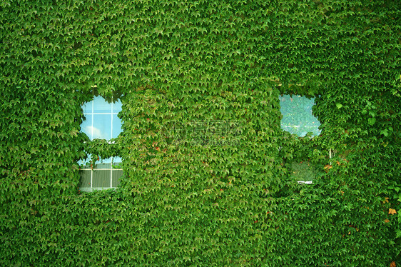 Ivy覆盖建筑天空住宅树叶藤蔓玻璃绿色石头叶子房子生长图片