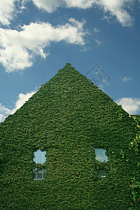 Ivy覆盖建筑玻璃藤蔓结构树叶叶子绿色植物建筑学生长天空图片