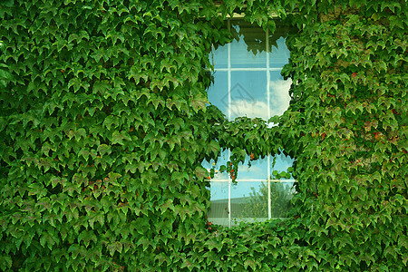 Ivy覆盖建筑玻璃房子植物绿色天空树叶藤蔓建筑学窗户叶子图片