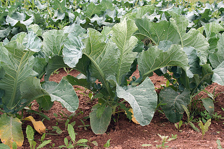 田野植物图片