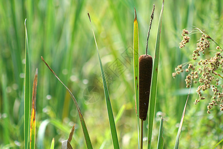 催快湿地反射池塘植物绿色场景棕色芦苇沼泽图片