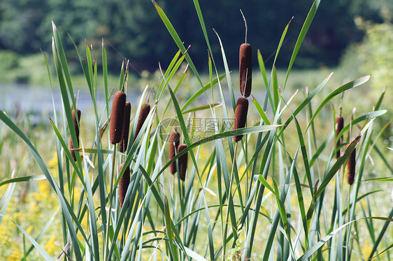 刻尾绿色棕色反射池塘植物湿地场景芦苇沼泽图片