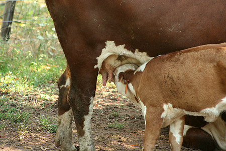 Calf 进食图片