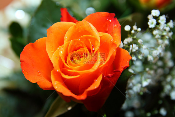 橙色玫瑰礼物橙子叶子花瓣野玫瑰花园宏观生日荒野植物图片