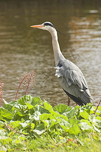 赫伦环境翅膀动物边缘灰色荒野运河飞行鸟类生物图片