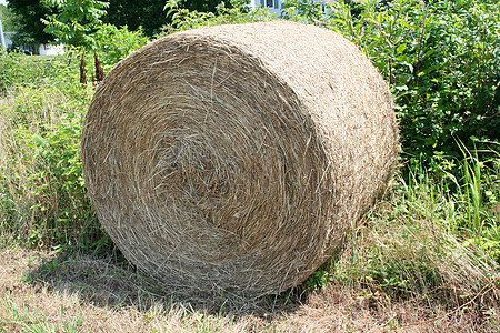 Hay 滚风景食物国家农场场地稻草农业收获小麦收成图片