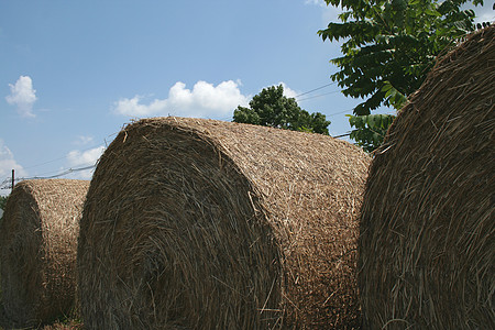海轮小麦国家蓝色场地农业食物稻草风景天空农场图片