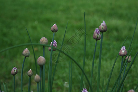 细香葱生长盘子美食花园草本植物烹饪蔬菜紫色饮食植物图片