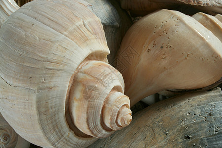 贝壳支撑海螺海滩个性生活海滨气候食物海洋假期图片