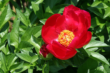 红小马花场地粉色花坛树叶花园红色花头宏观植物植物学图片