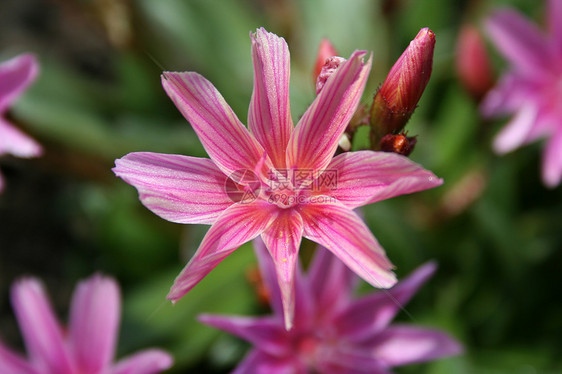 粉色花朵郁金香颜色园艺季节花园白色花瓣花坛绿色植物图片