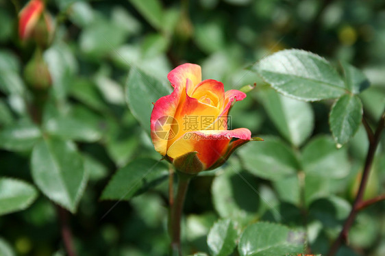 彩色玫瑰芽图片