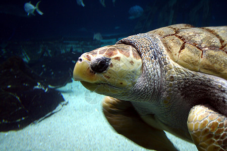 海龟濒危物种生物动物游泳海洋热带潜水蓝色爬虫图片