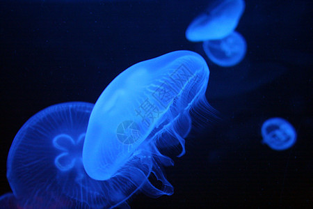 水母鱼触手蓝色游泳海洋海上生活潜水亮度动物水族馆野生动物图片