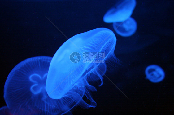 水母鱼触手蓝色游泳海洋海上生活潜水亮度动物水族馆野生动物图片