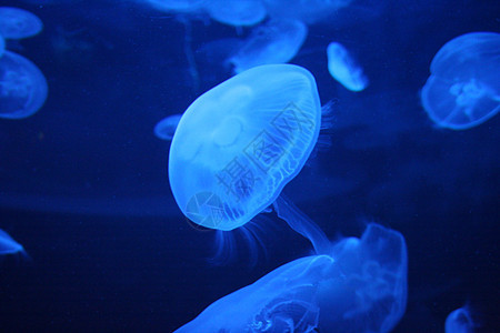 水母鱼海洋触手亮度潜水水族馆野生动物蓝色海上生活动物游泳图片