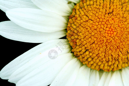 亮白和黄白菊花绿色白色花瓣宏观花园植物群植物背景图片
