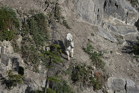 比利山山山山山山羊高悬在陡峭的悬崖上图片