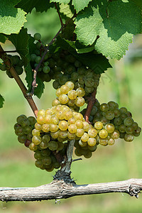绿夏多纳葡萄酒厂绿色收成藤蔓食物葡萄园农业图片