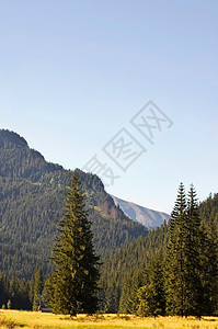 树木爬坡农村顶峰风景草地晴天海拔环境全景场地图片