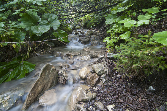 流水 多洛米特人石头荒野木头岩石叶子植物运动公园风景森林图片