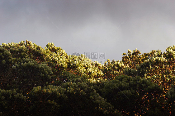 波东川太阳阳光叶子树木树叶图片