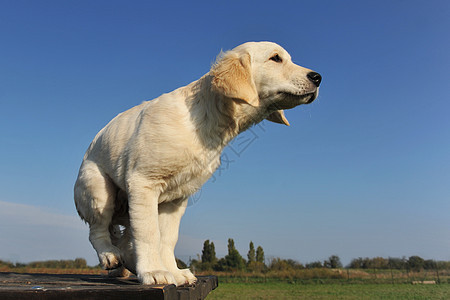 小小狗金色检索器犬类蓝色天空白色猎犬动物宠物猎狗图片