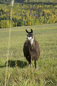 Llama的长相真有趣图片