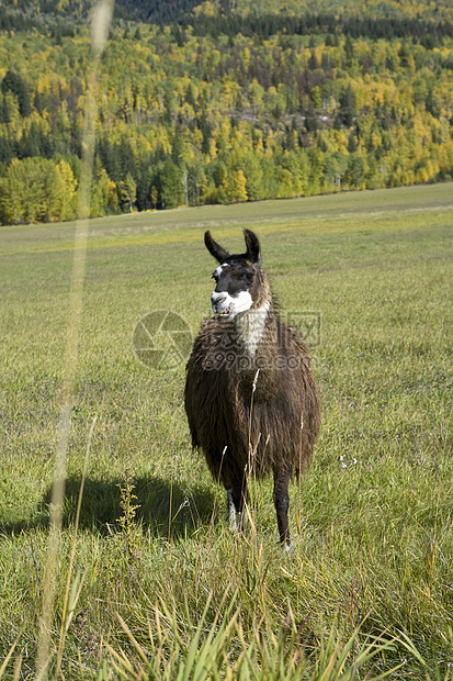 Llama的长相真有趣图片