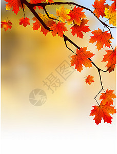黄黄色的秋叶 浅色的焦点植物学太阳晴天橙子生长树木树叶森林宏观阳光图片