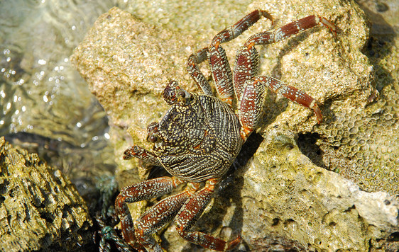 野蟹在石礁上行走石头场景海洋野生动物海滩珊瑚甲壳绿色海岸海鲜图片